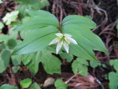 Disporum smilacinum
