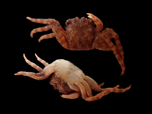 Guinusia chabrus