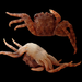Guinusia chabrus
