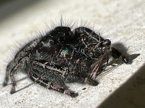 Bold Jumping Spider photographed in New York