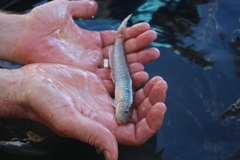 Gobionellus oceanicus