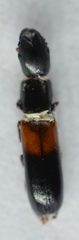Nemozoma punctulatum