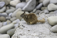 Otospermophilus beecheyi