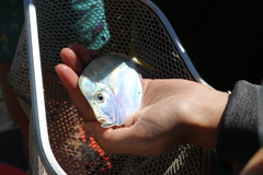 Selene setapinnis