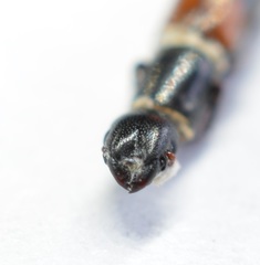 Nemozoma punctulatum