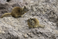 Otospermophilus beecheyi