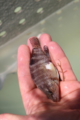 Serranus subligarius