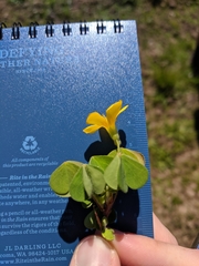 Oxalis suksdorfii