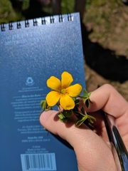 Oxalis suksdorfii
