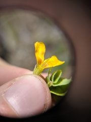 Oxalis suksdorfii