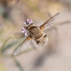 Heterostylum robustum