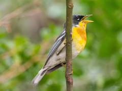 Setophaga americana × pitiayumi