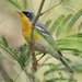 Northern × Tropical Parula - Photo (c) Eric Carpenter, some rights reserved (CC BY-NC), uploaded by Eric Carpenter