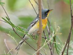 Setophaga americana × pitiayumi