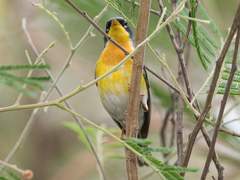 Setophaga americana × pitiayumi