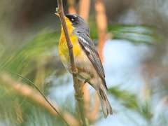 Setophaga americana × pitiayumi