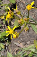 Senecio hydrophilus