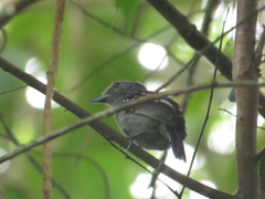 Thamnophilus atrinucha