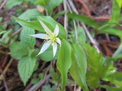 Disporum smilacinum