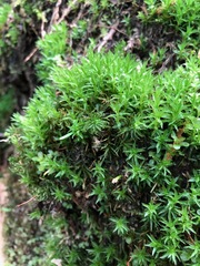 Atrichum selwynii