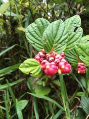 Cavendishia axillaris
