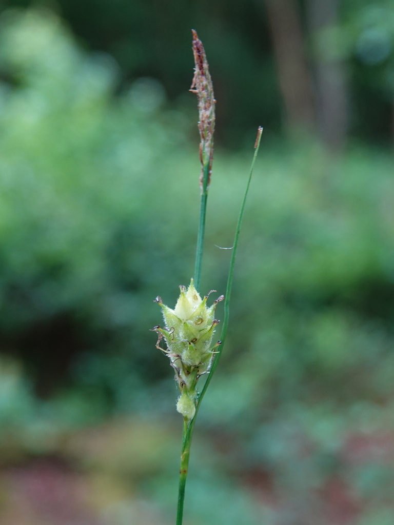 ruige zegge (Plantenkennis: grasachtigen) · iNaturalist