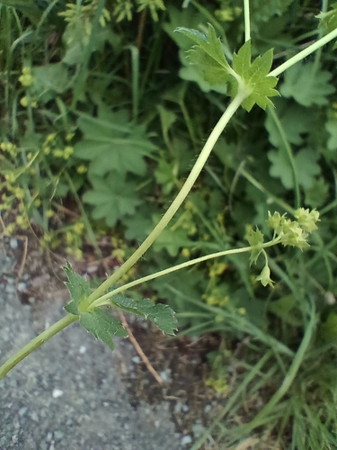 Image of Alchemilla vulgaris by (c) Vladimír Fuka, some rights reserved (CC BY)