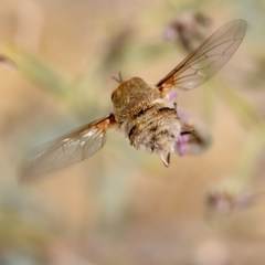 Heterostylum robustum