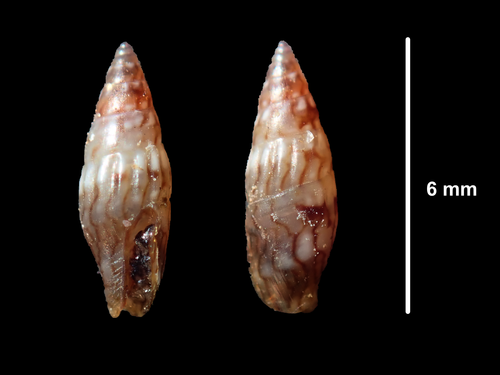Anachis atkinsoni