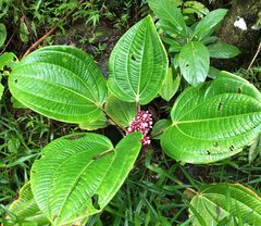 Miconia platyphylla