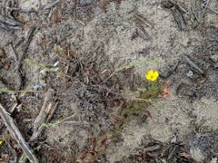 Camissoniopsis lewisii
