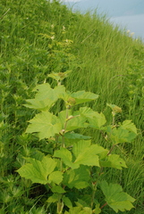 Filipendula camtschatica