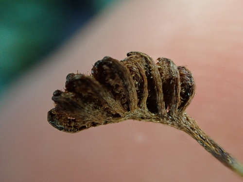 Image of Comb Fern (Schizaea fistulosa) by (c) Benjamin Lavin, some rights reserved (CC BY)