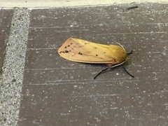 Pyrrharctia isabella