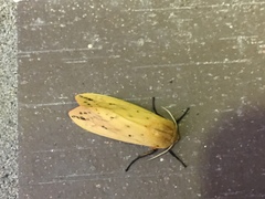 Pyrrharctia isabella
