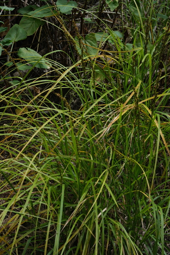 Carex canariensis, photograph 5