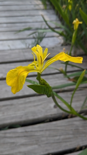 Avistamiento Lirio amarillo (Iris pseudacorus, Mezquita)
