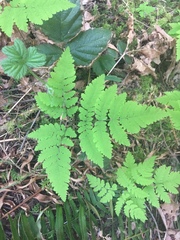 Gymnocarpium dryopteris
