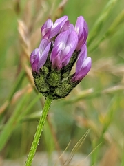 Astragalus didymocarpus milesianus