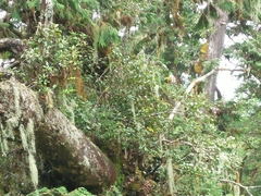 Rhododendron kawakamii