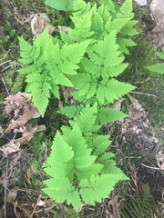 Gymnocarpium dryopteris