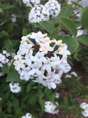 Viburnaceae