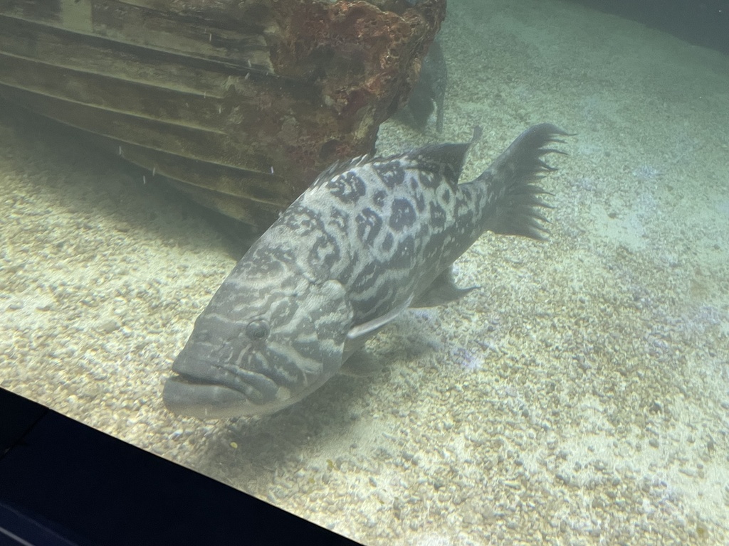 Broomtail Grouper