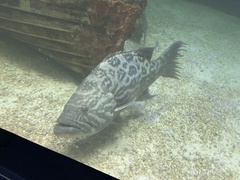 Broomtail Grouper photo 1