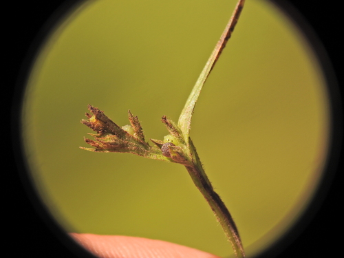 Scleria rugosa iNat (1)