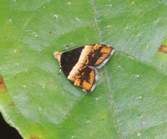 Choreutis argoxantha