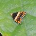 Choreutis argoxantha - Photo (c) Les Day, some rights reserved (CC BY-NC), uploaded by Les Day