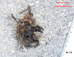 Coereba flaveola caboti