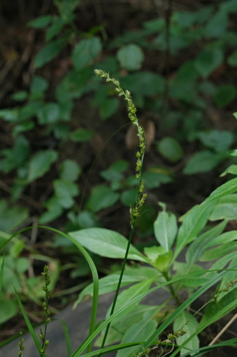 Carex canariensis, photograph 6