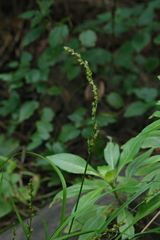 Carex canariensis, photograph (c) fmunoz, some rights reserved (CC BY)